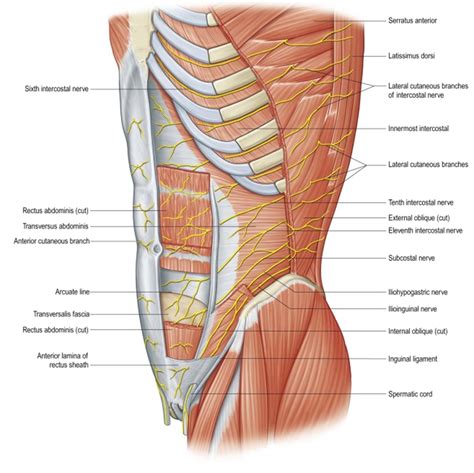 Posterior Rectus Sheath