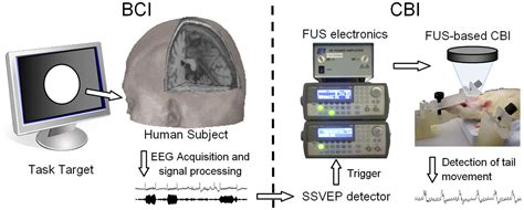 Scientists Establish Functional Brain-to-Brain Interface between Human and Animal