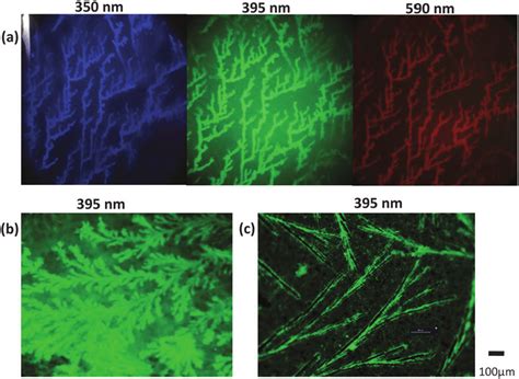 Fluorescent microscopy images of the nanotags; (a) deposited in glass... | Download Scientific ...