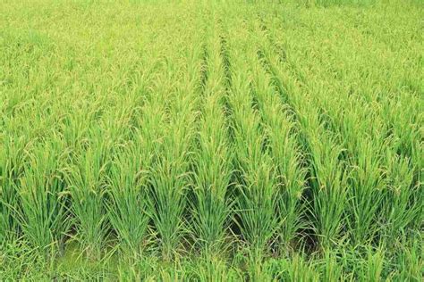 Organic Basmati Rice Farming Practices for Beginners | Agri Farming