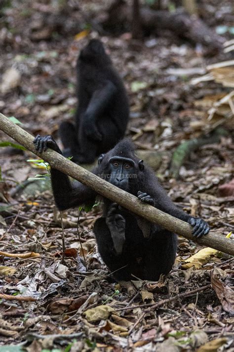 Monyet Hitam Sulawesi Utara Yang Mendunia - Hikayat Foto