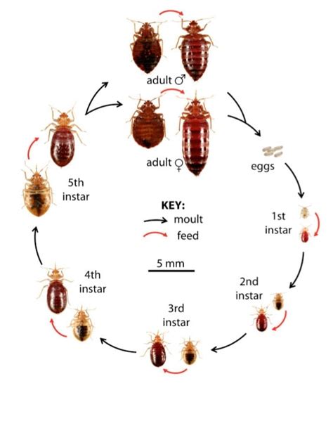 Bed Bugs Pictures - High Resolution Bed Bug Images