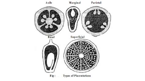 Types of Placentation : Axile,Marginal, Parietal, Basal, Superficial ...