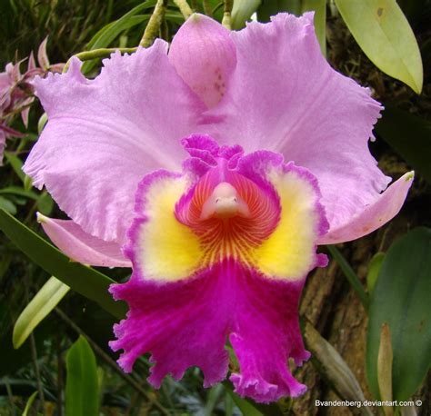 Pink orchid by babsartcreations on DeviantArt