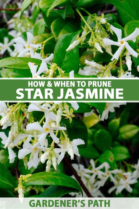 How and When to Prune Star Jasmine | Gardener’s Path