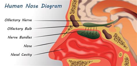 20 Interesting Facts, Diagram And Parts Of The Nose For Kids