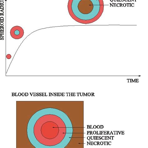 Left: Schematic illustration showing tumor spheroid growth. Right: 1 ...