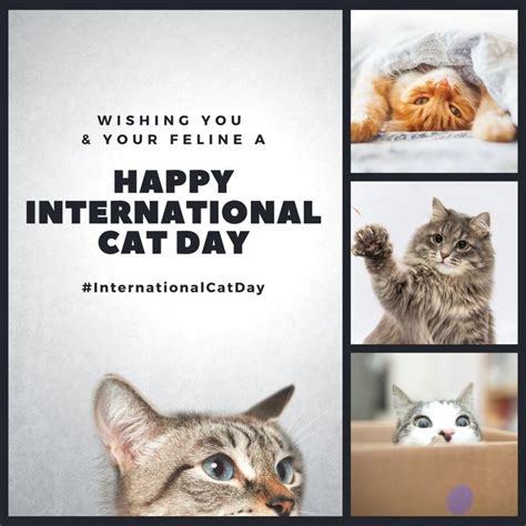 International Cat Day in 2020 | International cat day, Cat day, Cats