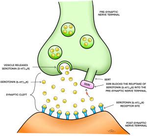 Update on Management of the Oral and Maxillofacial Surgery Patient on ...