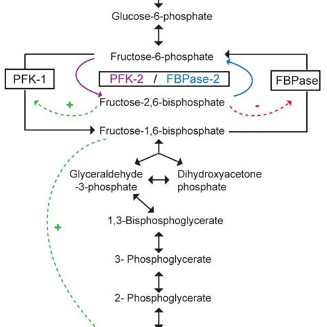 Domain organizations and phosphorylation of 6-phosphofructo-2-kinase... | Download Scientific ...