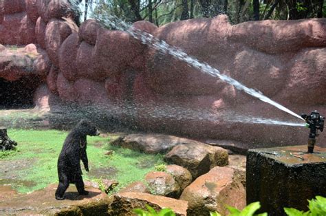 Hyderabad zoo installs coolers, sprinklers to protect animals from heat