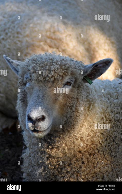 Cotswold sheep hi-res stock photography and images - Alamy