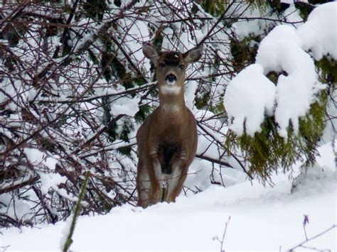 Sitka black-tailed deer in winter snow on Prince of Wales Island, Alaska | Alaska wildlife ...