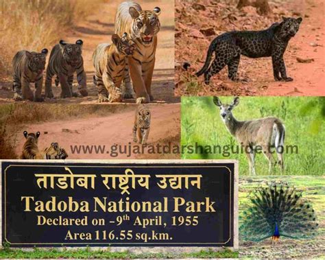 Tadoba National Park Timings, Ticket Price, History, Online Booking ...