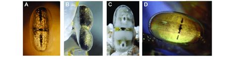 Photographs of stomatopod eyes to show variation in the midband ...