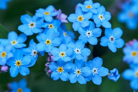 Quick Guide On How To Plant Forget-Me-Not Seeds - Gardening Dream