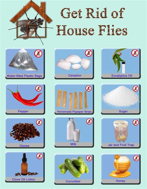 Home remedies to Stop and Control House Flies. pest control methods. Fruit fly traps to catch ...