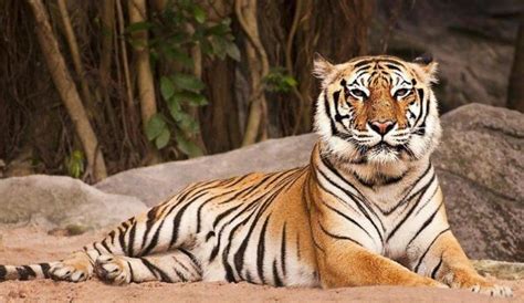 Differenza tra tigre del Bengala e siberiana