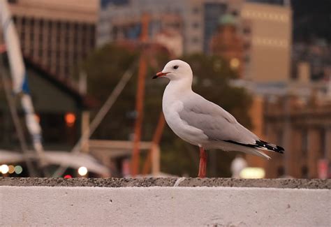 EOS 200D | Canon Australia