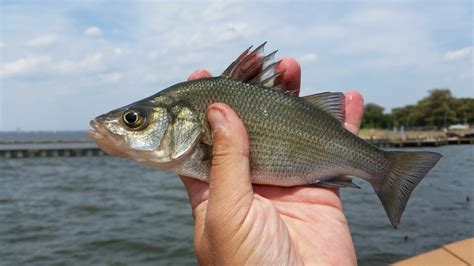 Maryland Biodiversity Project - White Perch (Morone americana)