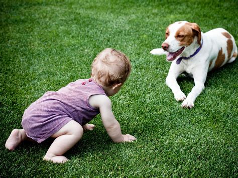 When can my baby play with a dog? | BabyCenter