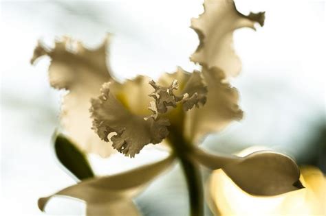 Missouri Botanical Garden Orchid show begins Feb 2nd! CLICK for more information | Orchid show ...