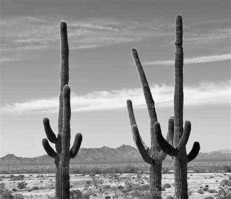 az desert landscape | Phoenix AZ desert | My photography by Veronica Starcevich | Flickr