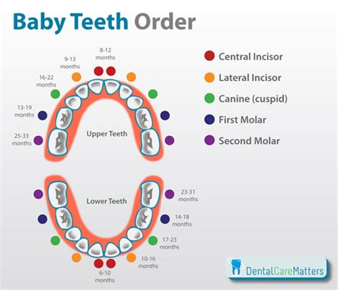 Baby Teeth Order and Knowing When Teething Starts - DentalCareMatters.com