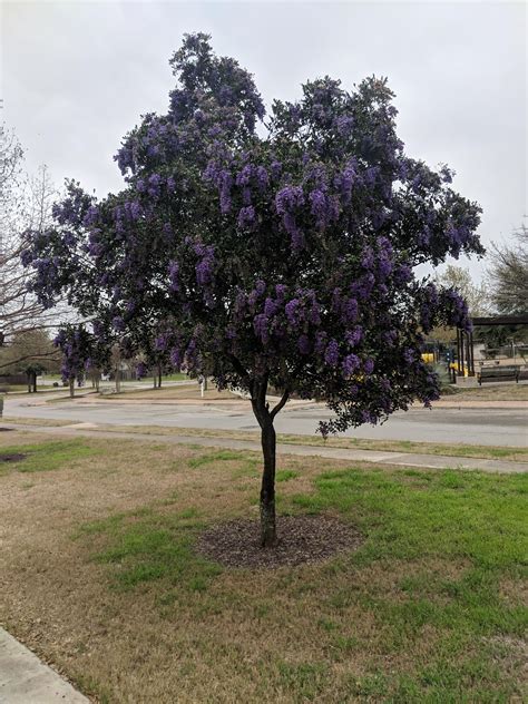 Beautiful Texas Mountain Laurel. Smells like grape koolaid! : r/gardening