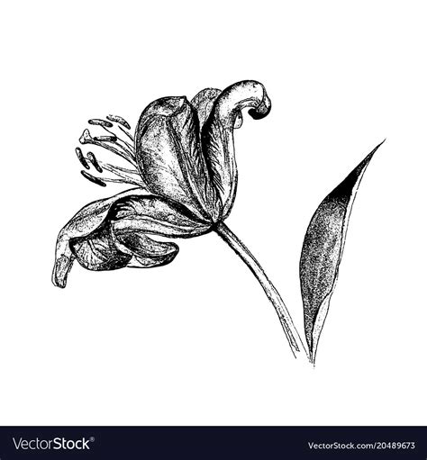 Lily flower on the side Royalty Free Vector Image