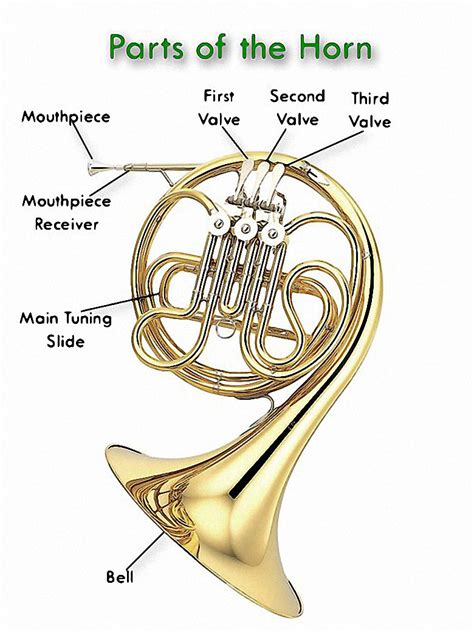 Double French Horn Parts • Globerove.com