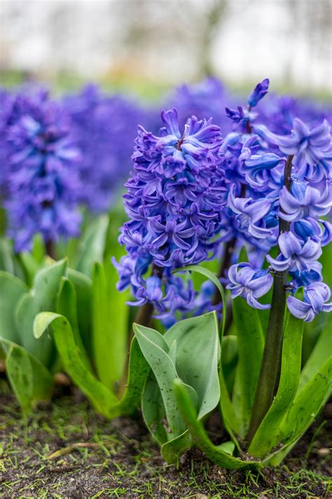 Early Spring Blue Flowers (The Best Bulbs And Perennials)
