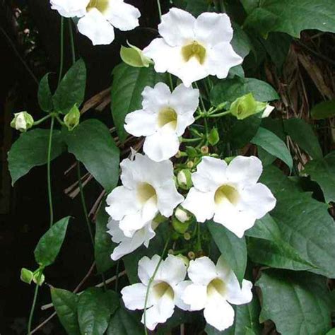 Thunbergia alata or White-eyed susan- Creepers & Climbers