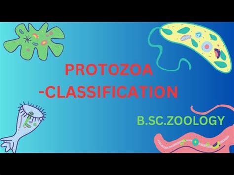 Protozoa classification Flagellata,Rhizopoda,Ciliophora,Sporozoa,Mycetozoa in tamil 1st bsc ...