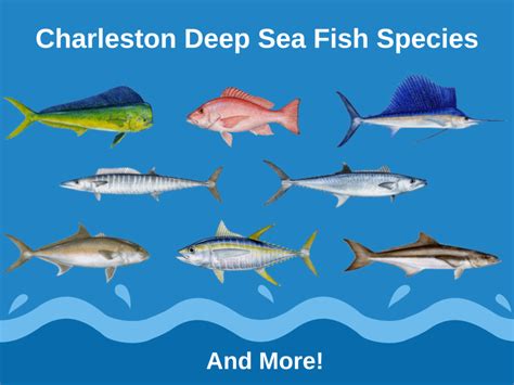 Deep Sea Fishing in Charleston: The Complete Guide (Updated 2022)