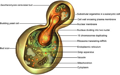 Saccharomyces Diagram