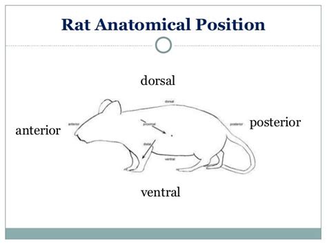 Rat Anatomy And Physiology