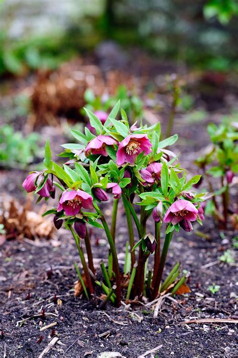 What Flowers Are Good For Partial Shade - Flowering Plants For Damp ...