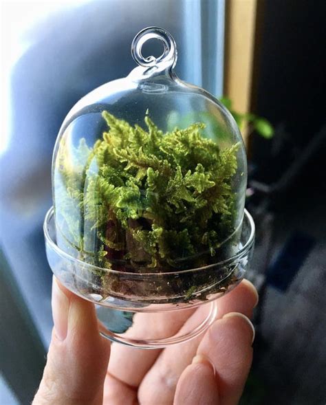 Miniature Terrarium with Fern Moss | Terrarium, Plants in jars, Garden ...