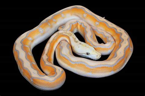 Reticulated Python Care Tips - Reptiles Magazine