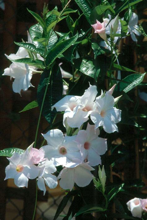 Tropical flowering vines provide color until frost | Mississippi State ...