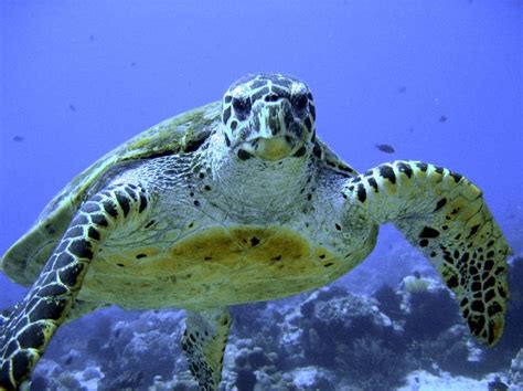 Critically Endangered Hawksbill Sea Turtle - Sea Turtle Facts and Information