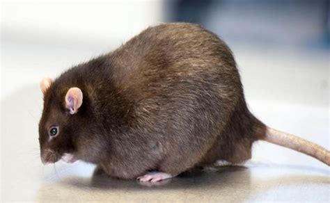 How we are putting our fat pets at risk with too many treats | Nature | News | Express.co.uk