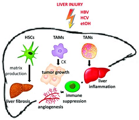 Role of stromal cells in the realization of premalignant... | Download ...