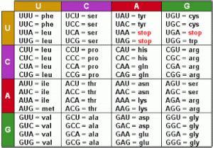 Mrna Codon Chart | amulette