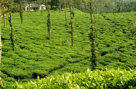 Glenlorna tea estate in Coorg