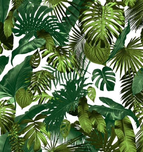 Botanical Design Wallpaper | Shop Today. Get it Tomorrow! | takealot.com