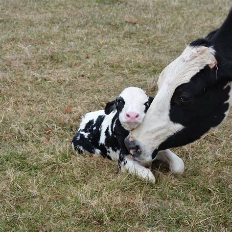 Cow Saved From Dairy Farm Has Baby At Sanctuary - The Dodo | Cow, Cute ...