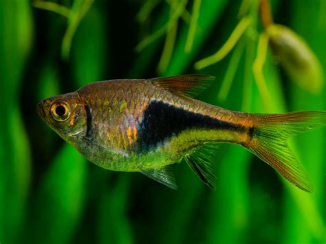 Harlequin Rasbora: Why They’re Perfect for Community Tanks