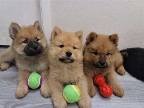 5 males chow chow puppies for sale Phoenix - Puppies for Sale Near Me